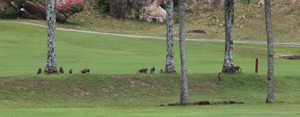 Long-tailed Makakes